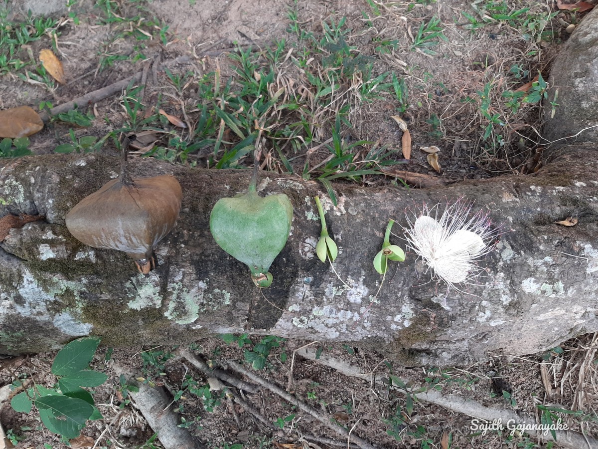 Barringtonia asiatica (L.) Kurz